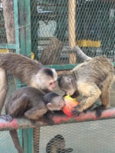 SAI Zoo Monkeys Share Mango Lunch