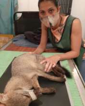 An injured fox receiving medical treatment.