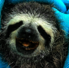 SAI's team rescued this sloth and nurtured it back
