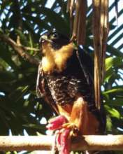 Hawk enjoying his meal