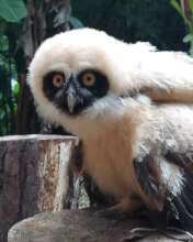 Rescued Owl!