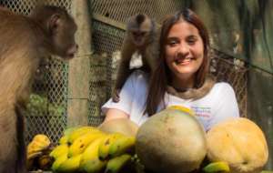 SAI volunteer sorts out food for Capuchin monkey.