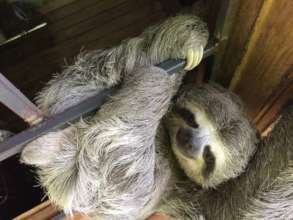 Three-toed sloth is the star of our animal refuge.