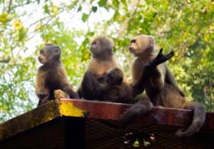 Three mature monkeys babysitting the newborn.