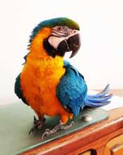 Blue-and-gold macaw parrot heals from broken wing.
