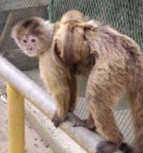 Baby Capuchin monkey clinging to mama's back.