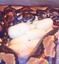 Our python just laid 11 eggs.