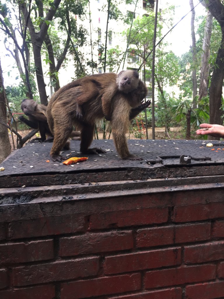 Rescue Venezuela's Starving Zoo Animals