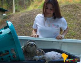 SAI animal expert oversees transport of 2 sloths.