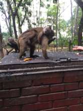 Mom has her baby-monkey on her back.