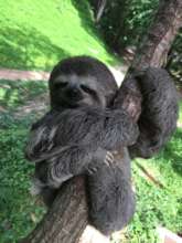 Venezuelan three-toed, pale-throated sloth