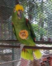 This beautiful parrot is the treasure of S.A.