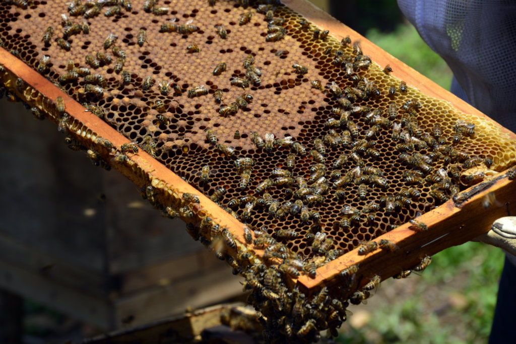 Helping 200 beekepers adapt to climate change