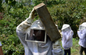 Helping 200 beekepers adapt to climate change