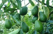 Growing Hass Avocado to Empower Rural Women