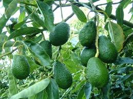 Growing Hass Avocado to Empower Rural Women