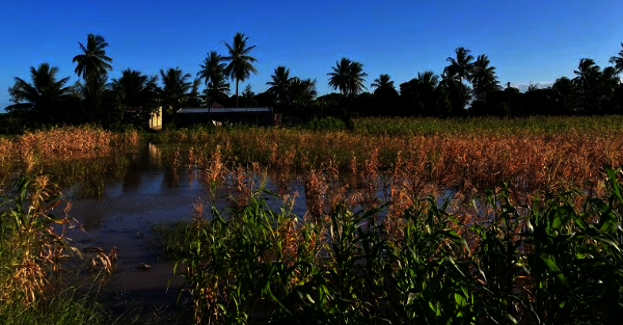 (Farmland damaged by floodwaters)