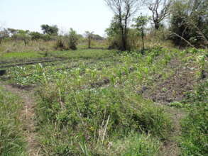 Farms in the Resettlement Center