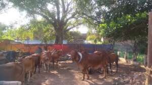 under the shade of trees
