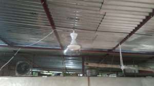 New Fans For Cows
