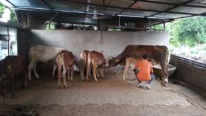 New Flooring in Goshala