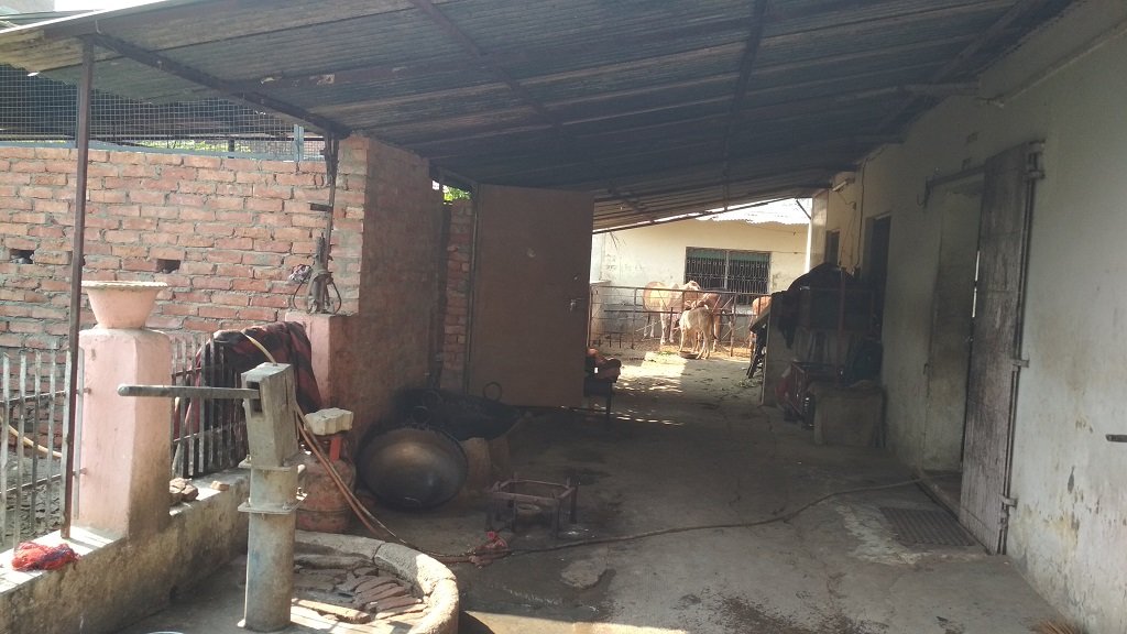 Shelter & Care for 58 cows in INDIA