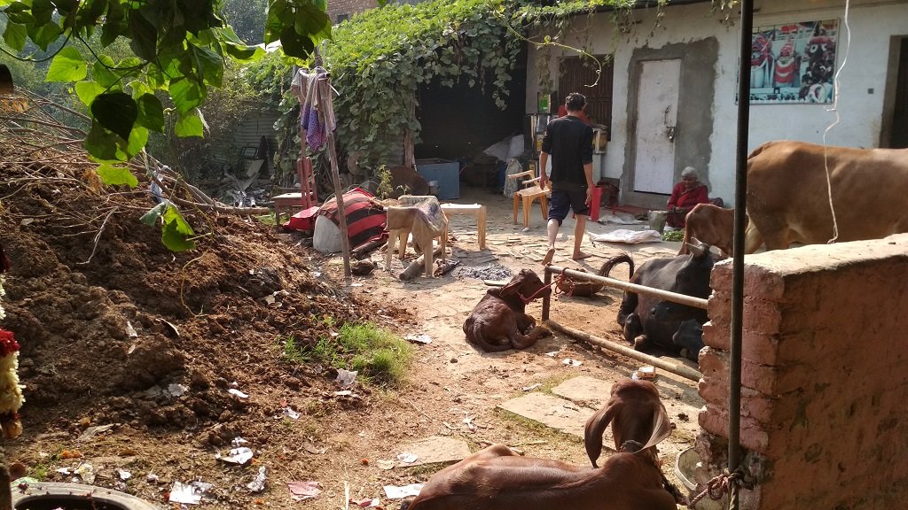 Shelter & Care for 58 cows in INDIA