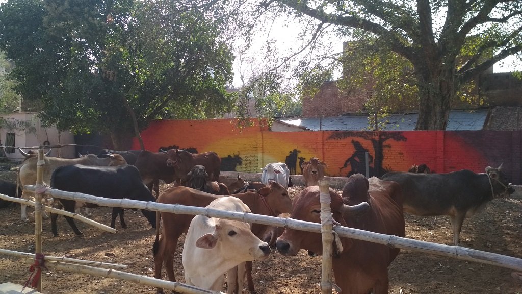 Shelter & Care for 58 cows in INDIA