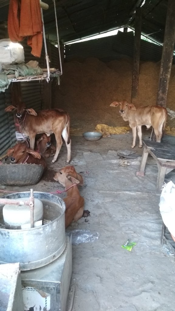 Shelter & Care for 58 cows in INDIA