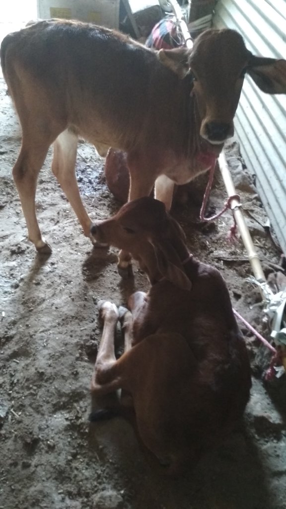 Shelter & Care for 58 cows in INDIA