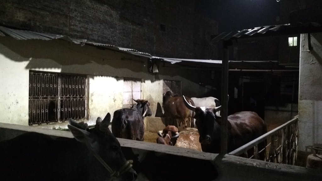 Shelter & Care for 58 cows in INDIA