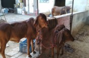 Shelter & Care for 58 cows in INDIA