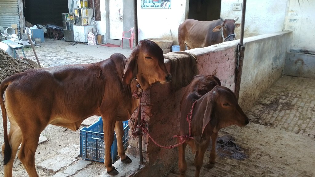 Shelter & Care for 58 cows in INDIA