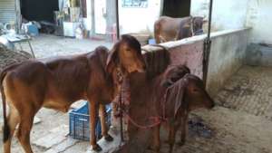 Shelter & Care for 58 cows in INDIA