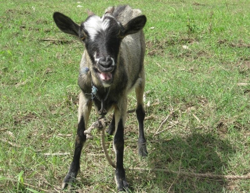 Donate a Goat: Increase Haitian Family Income