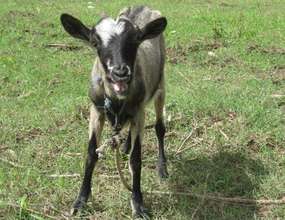 Donate a Goat: Increase Haitian Family Income