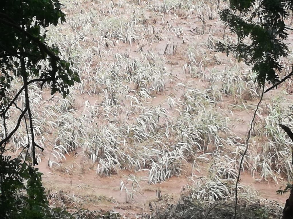 Cyclone Idai Emergency Relief (Feeding and Health)