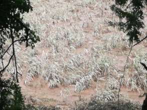 Crops being taken by the floods