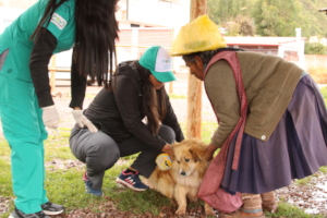 PAWS Dog welfare project in Peru