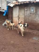 Street Dogs in Cusco