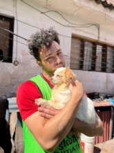 Volunteering with the dogs in Peru