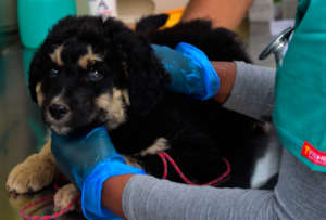 Oso at his first check up with the PAWS vets
