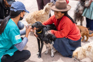 Roaming dog project in Peru