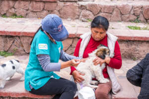 Helping Village Dogs