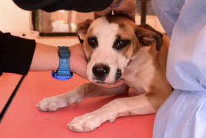 Pre-op checks for a female dog ready to be spayed