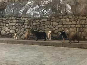 Street dogs in Peru