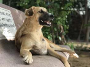We have dozens of shelter dogs like Veeru at TOLFA