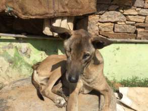 We want to protect dogs like Odin who's half-blind