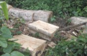 Let's save 5000ha of endangered forest in Cameroon