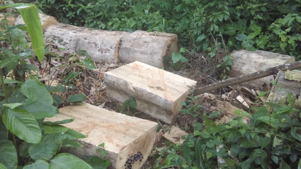 Let's save 5000ha of endangered forest in Cameroon